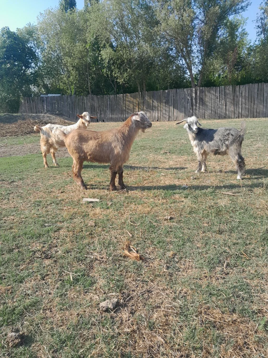 Keçilər — Heyvanlar, Quşlar, Balıqlar, Sabirabad