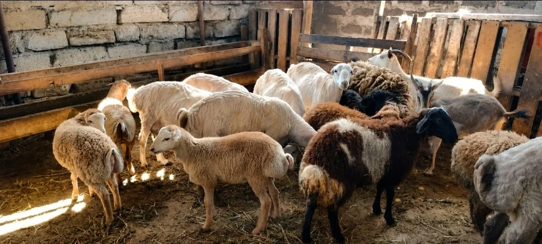 Qoyun — Heyvanlar, Quşlar, Balıqlar, Bakı