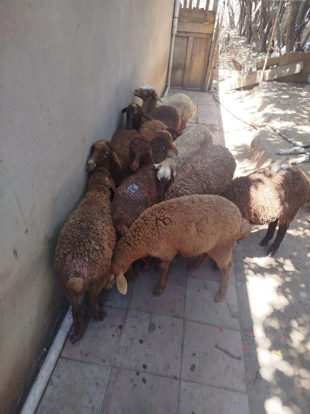 Qoyunlar — Heyvanlar, Quşlar, Balıqlar, Bakı