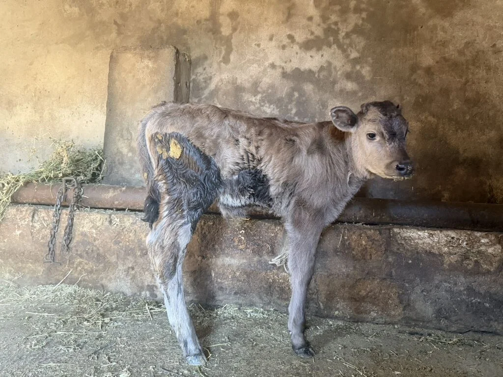 Buzov — Heyvanlar, Quşlar, Balıqlar, Bakı