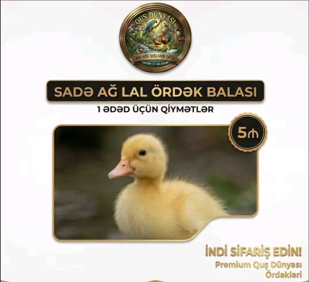 Ördək balası — Heyvanlar, Quşlar, Balıqlar, Lənkəran