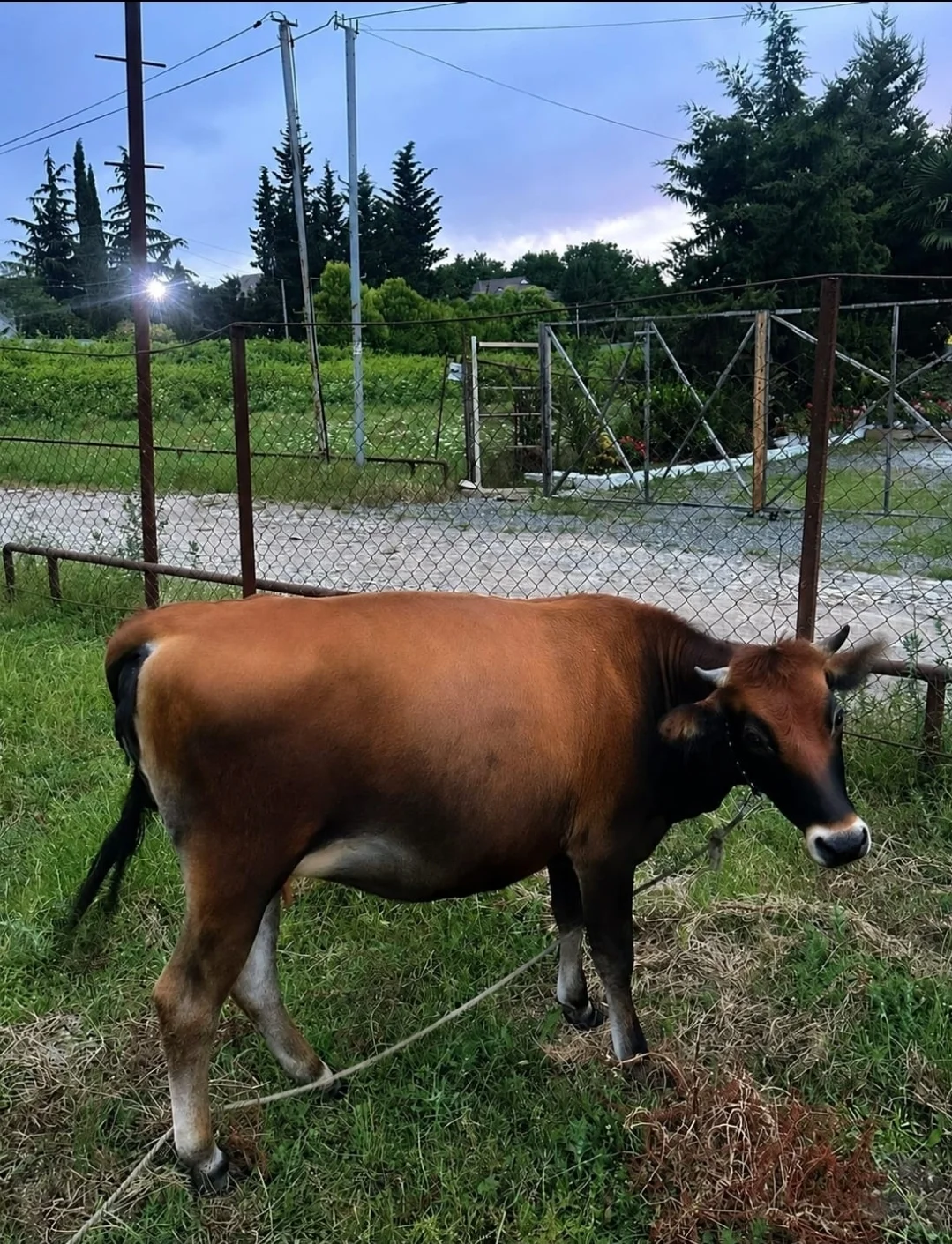 İnək — Heyvanlar, Quşlar, Balıqlar, Masallı