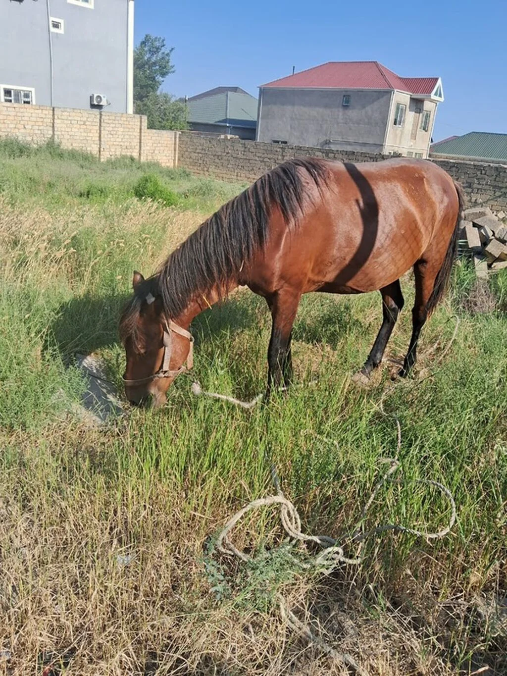 At — Heyvanlar, Quşlar, Balıqlar, Bakı