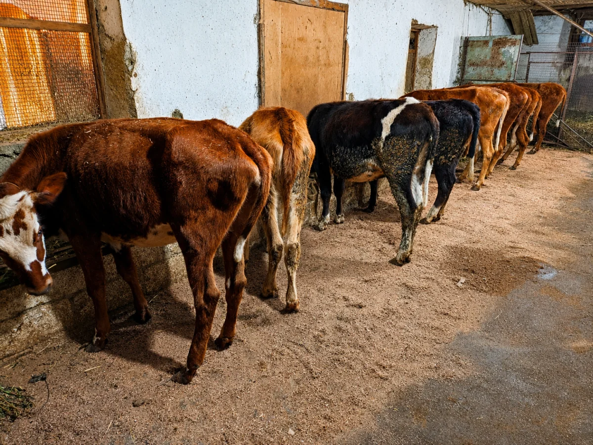 Danalar — Heyvanlar, Quşlar, Balıqlar, Xaçmaz