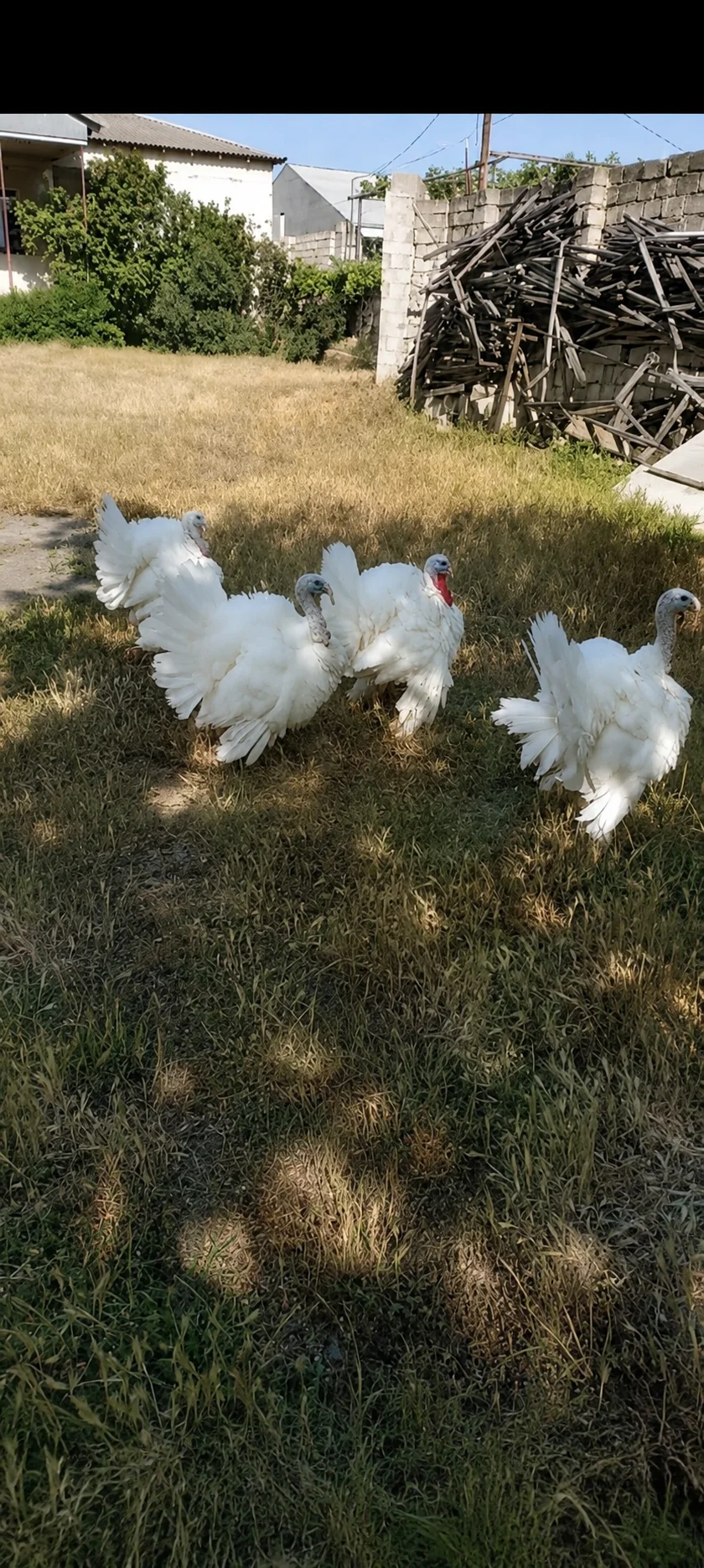 Hinduşka — Heyvanlar, Quşlar, Balıqlar, Bakı