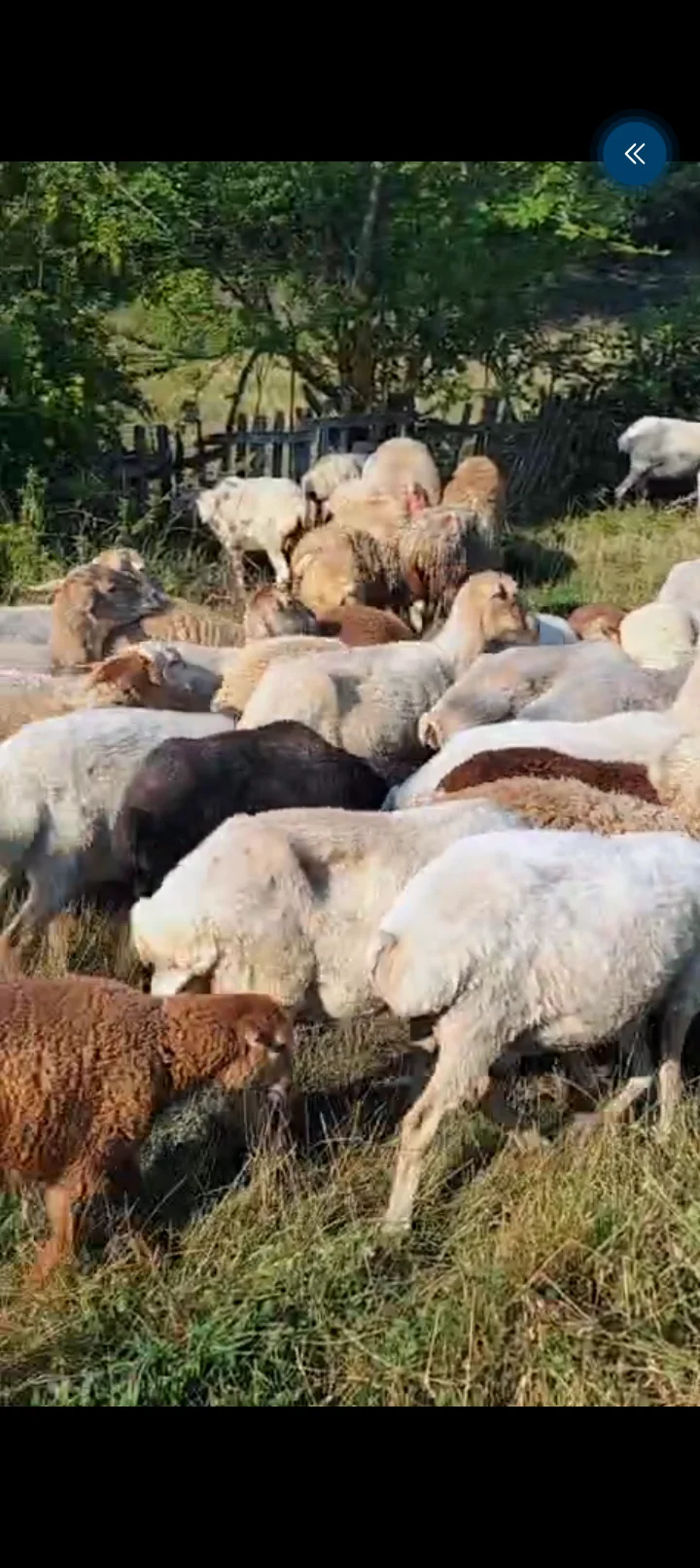 Qoyunlar — Heyvanlar, Quşlar, Balıqlar, Qəbələ