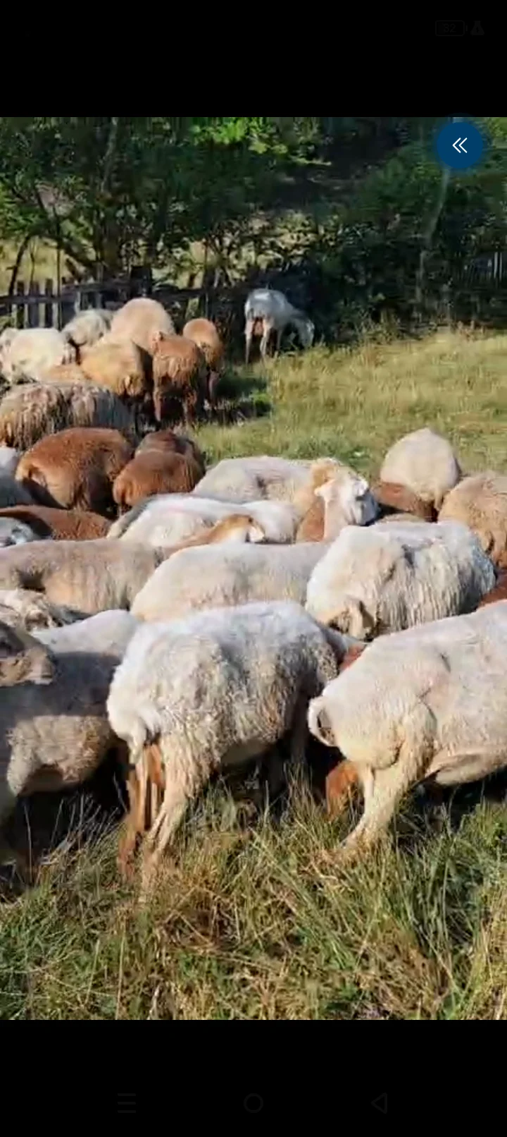 Qoyunlar — Heyvanlar, Quşlar, Balıqlar, Qəbələ