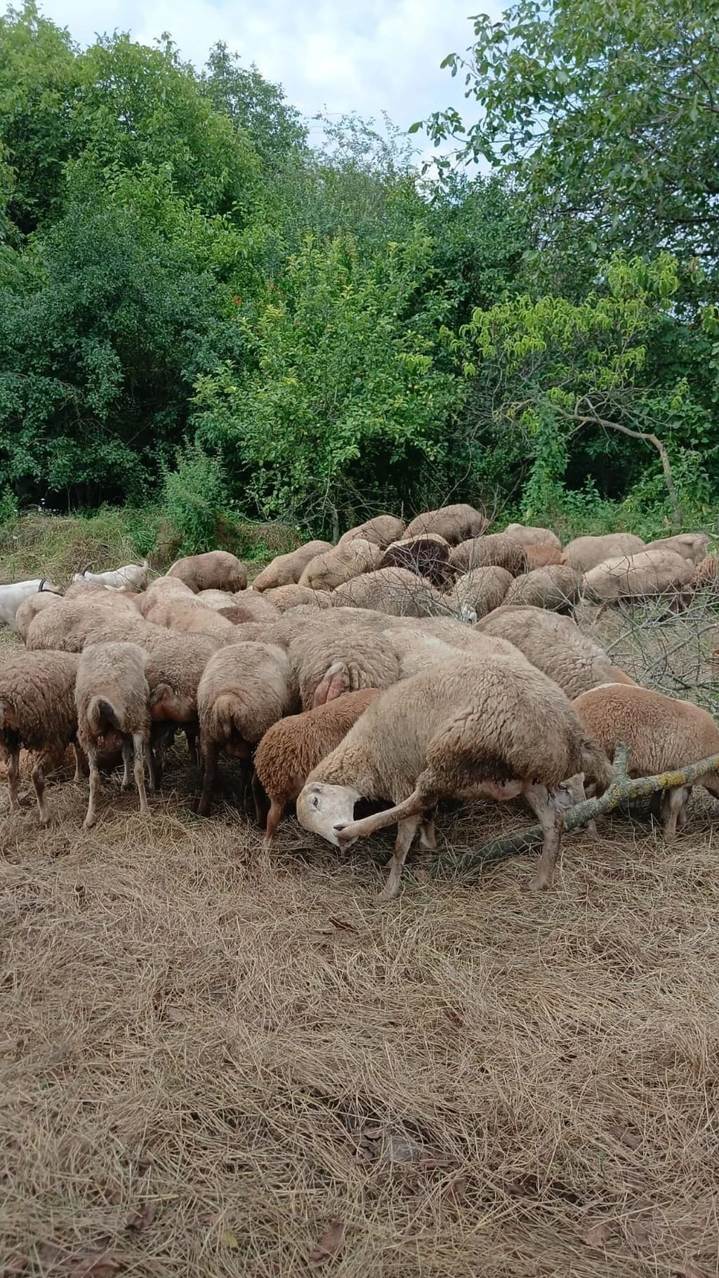Qoyunlar — Heyvanlar, Quşlar, Balıqlar, Bərdə