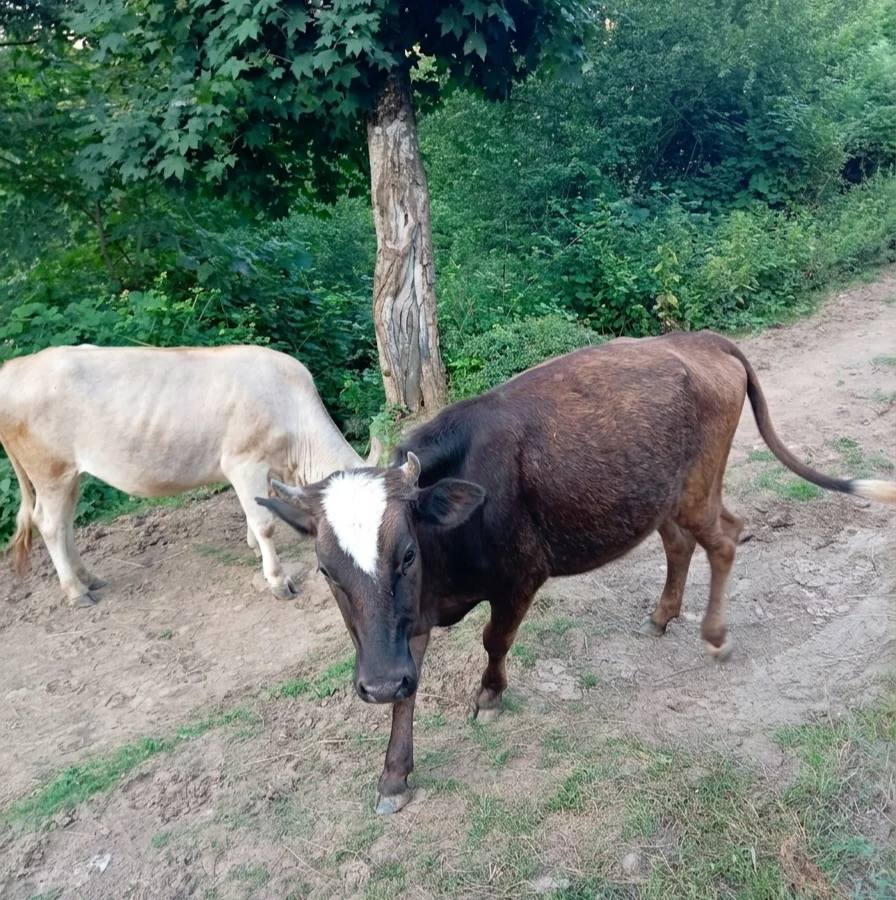 Danalar — Heyvanlar, Quşlar, Balıqlar, Lerik