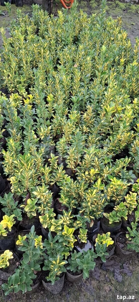 Tinglər — Dənlilər, Otlar Yemlər,  Bitkilər, Bakı