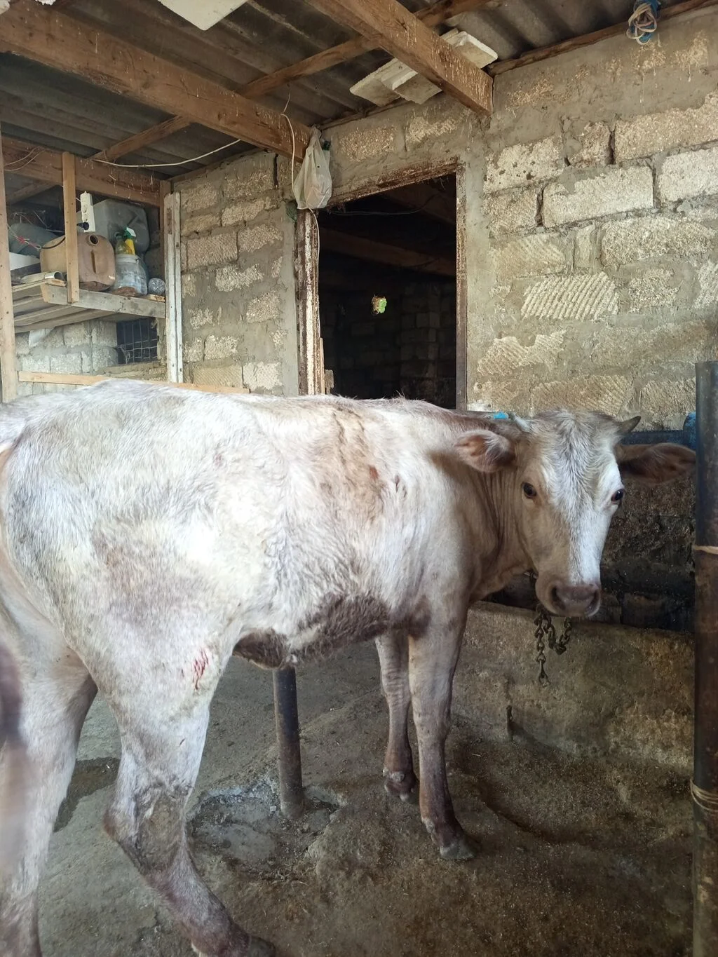 Düyə — Heyvanlar, Quşlar, Balıqlar, Bakı