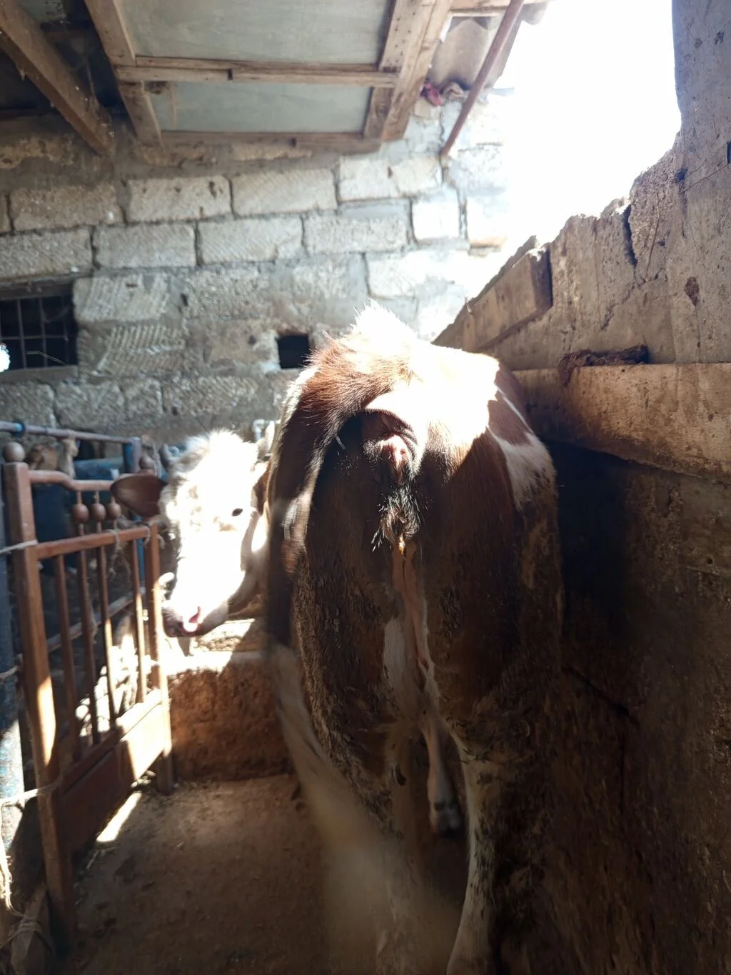 Düyə — Heyvanlar, Quşlar, Balıqlar, Bakı