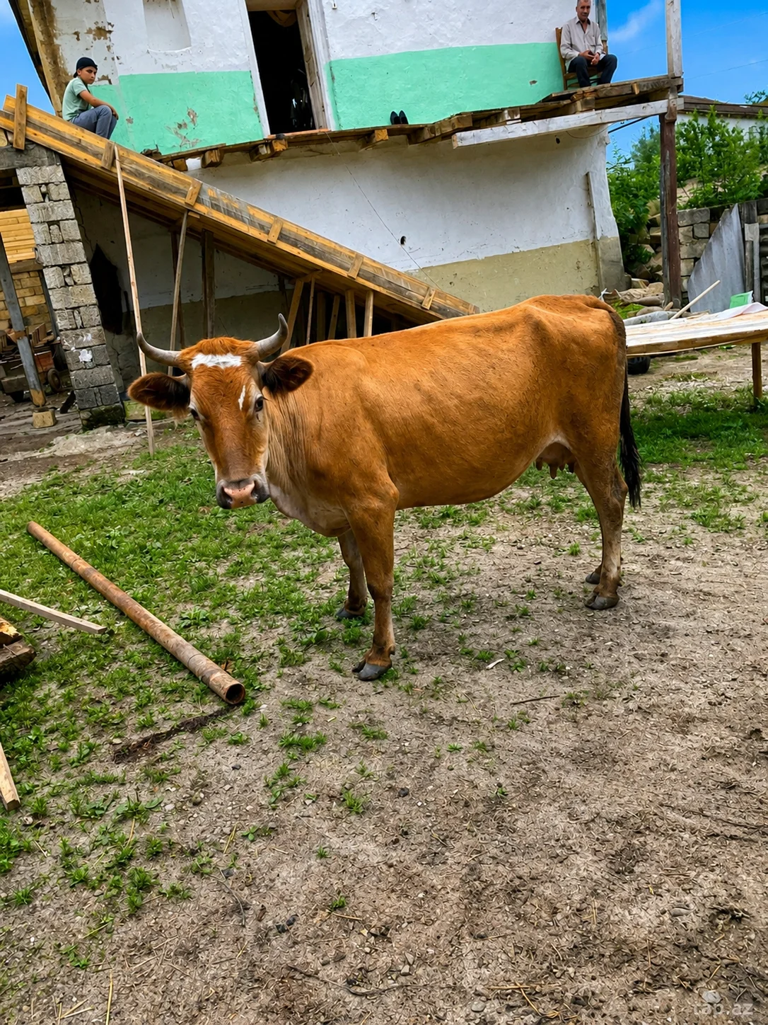 Balalı inək — Heyvanlar, Quşlar, Balıqlar, Quba