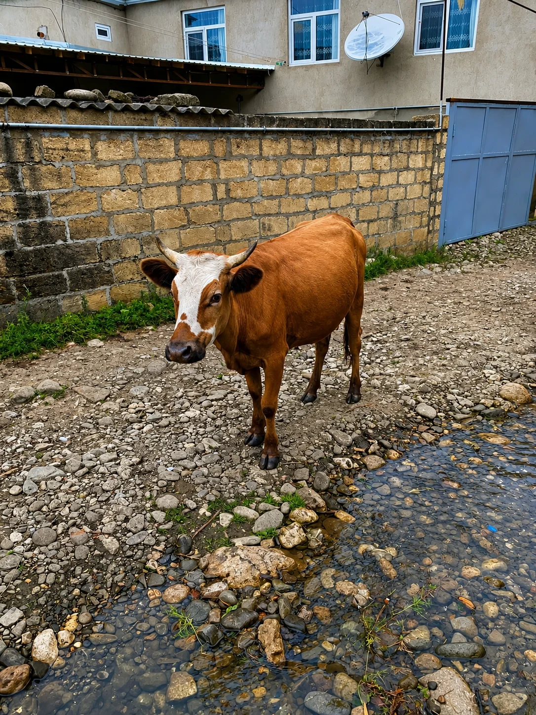 Balalı inək — Heyvanlar, Quşlar, Balıqlar, Quba