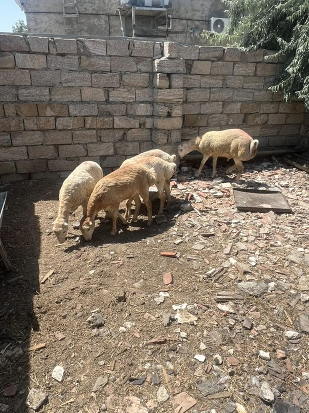 Qoyunlar — Heyvanlar, Quşlar, Balıqlar, Bakı