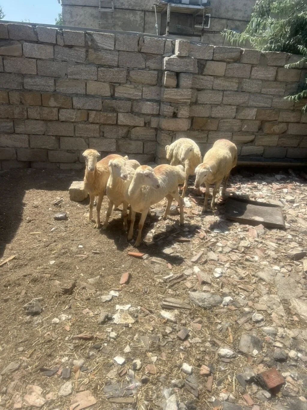 Qoyunlar — Heyvanlar, Quşlar, Balıqlar, Bakı