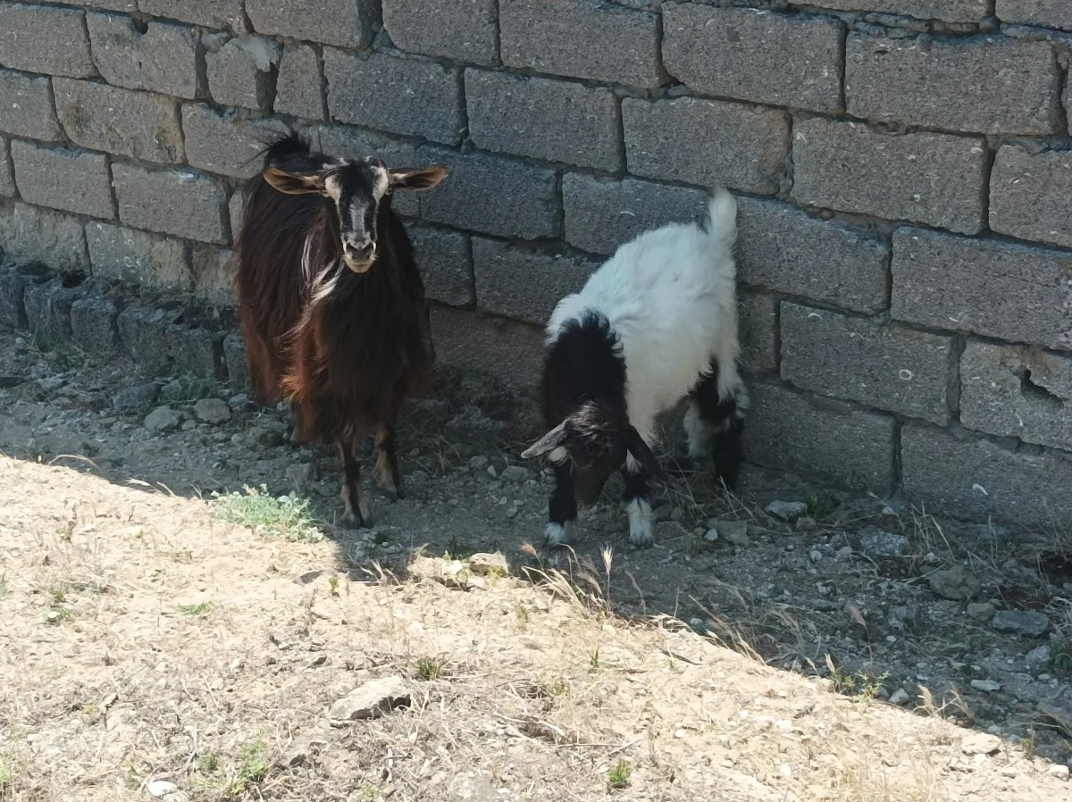 Keçilər — Heyvanlar, Quşlar, Balıqlar, Bakı