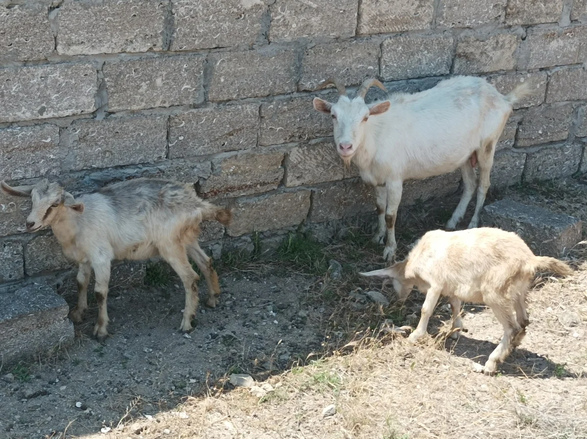 Keçilər — Heyvanlar, Quşlar, Balıqlar, Bakı