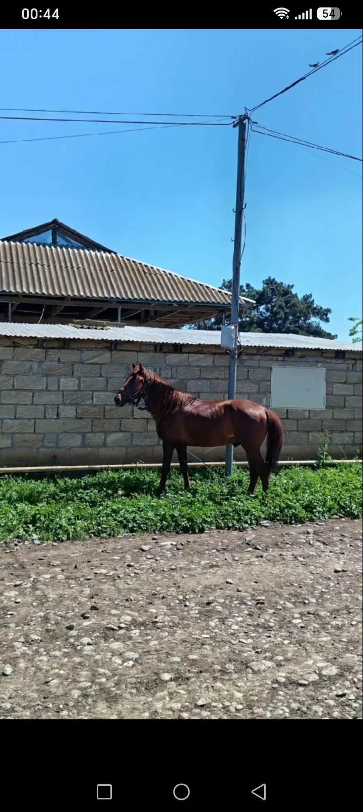 At — Heyvanlar, Quşlar, Balıqlar, Cəlilabad