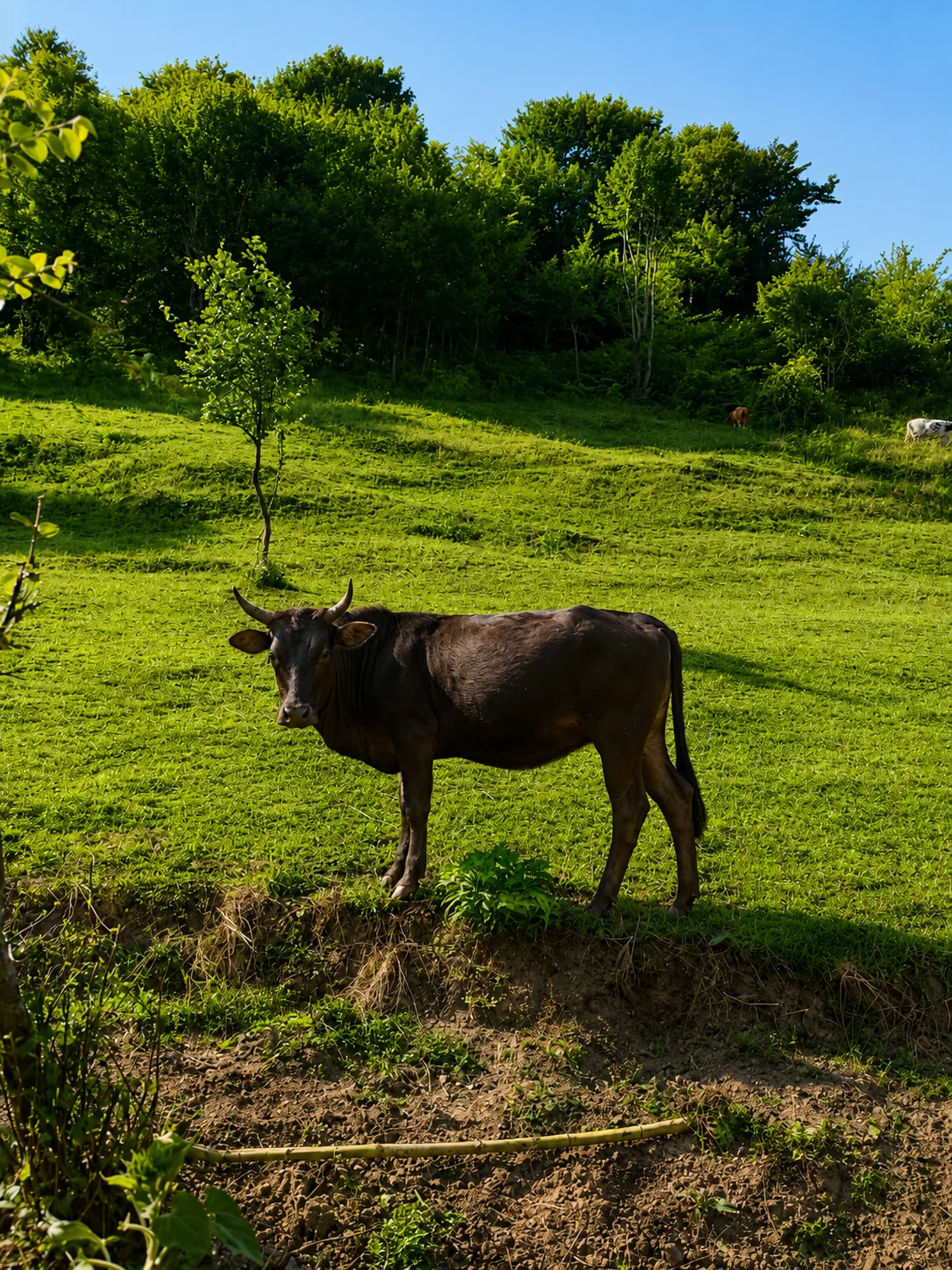 Danalar — Heyvanlar, Quşlar, Balıqlar, Astara