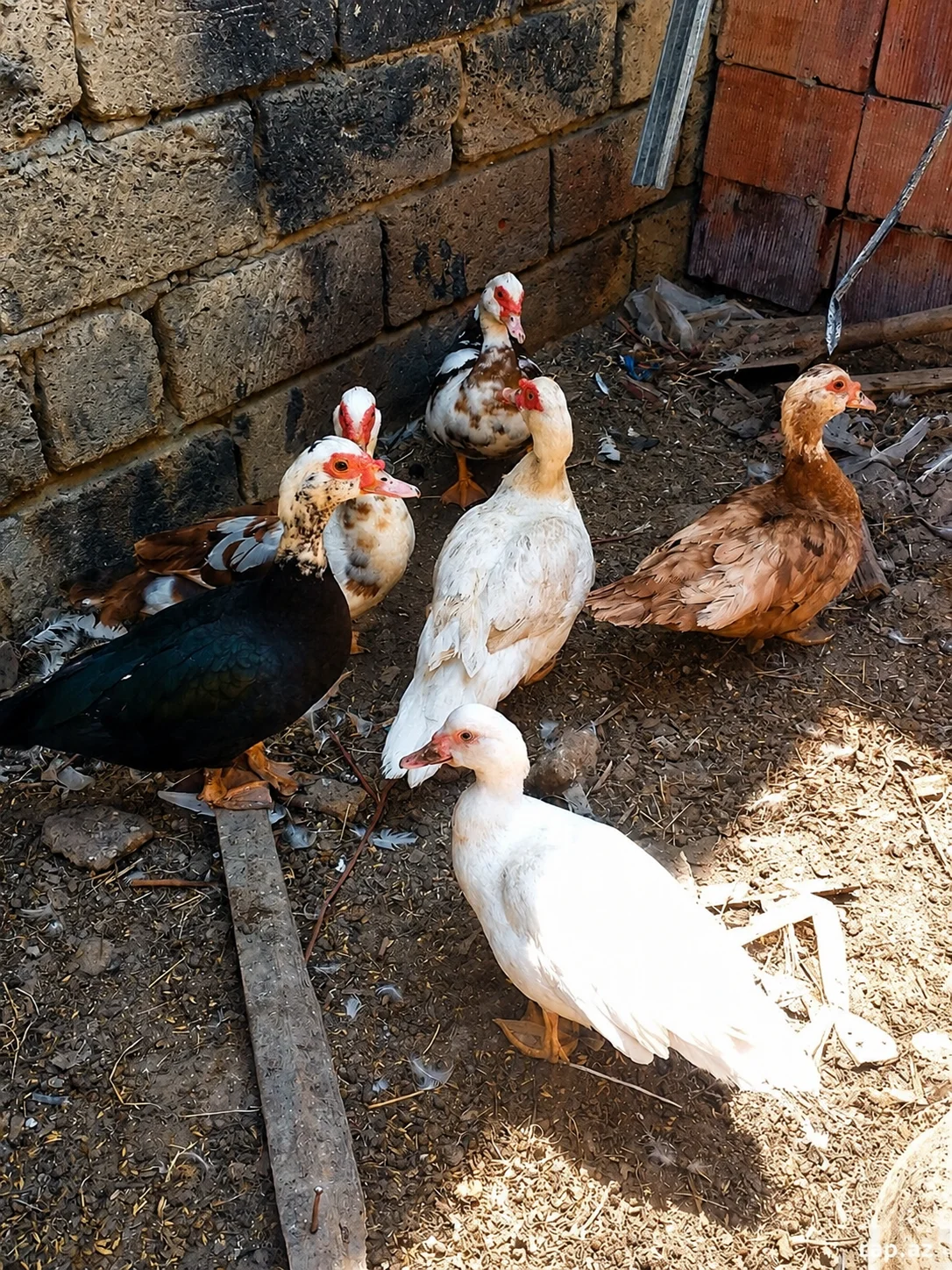 Ördəklər — Heyvanlar, Quşlar, Balıqlar, Sumqayıt