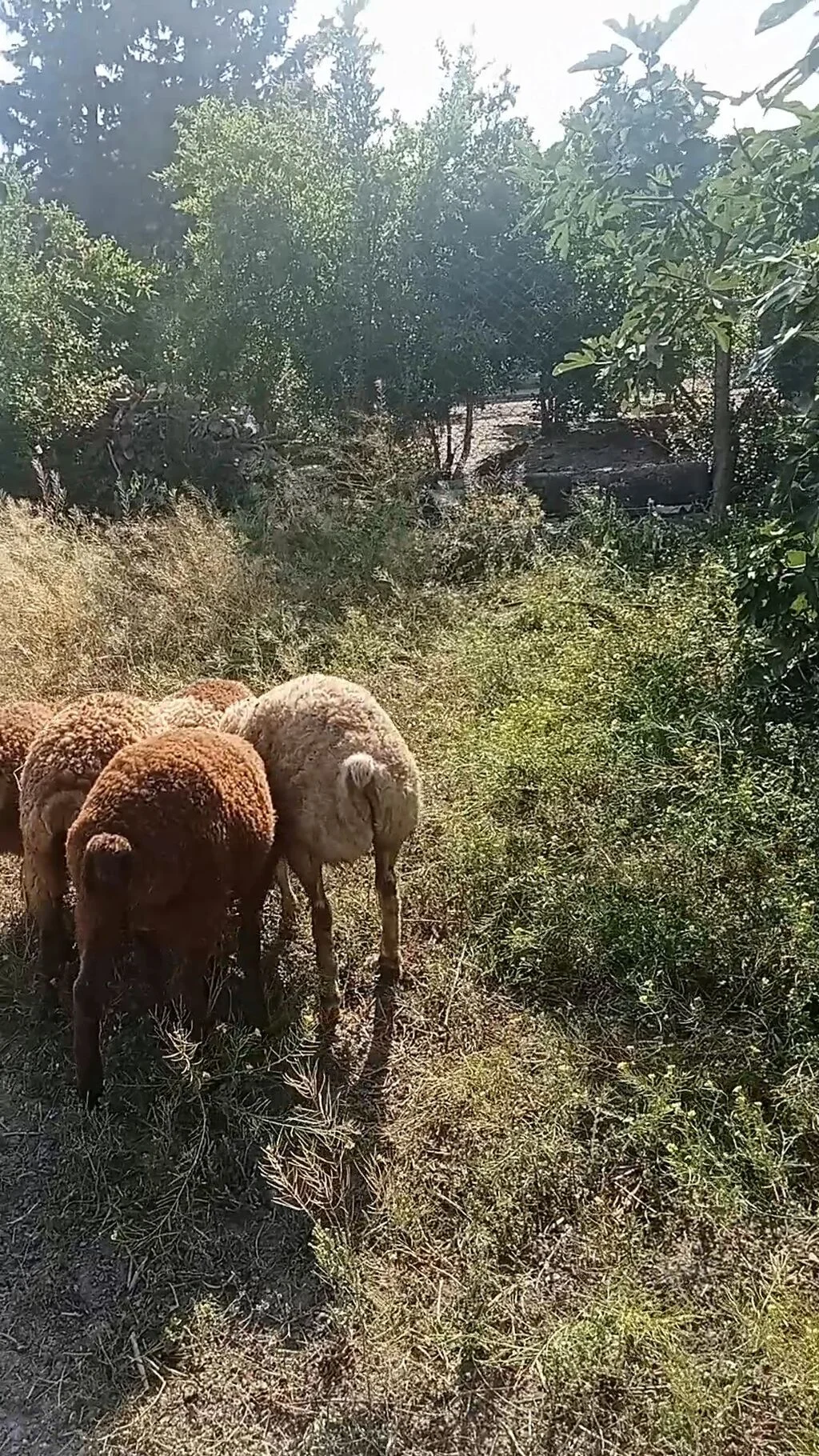 Qoyunlar — Heyvanlar, Quşlar, Balıqlar, Cəlilabad
