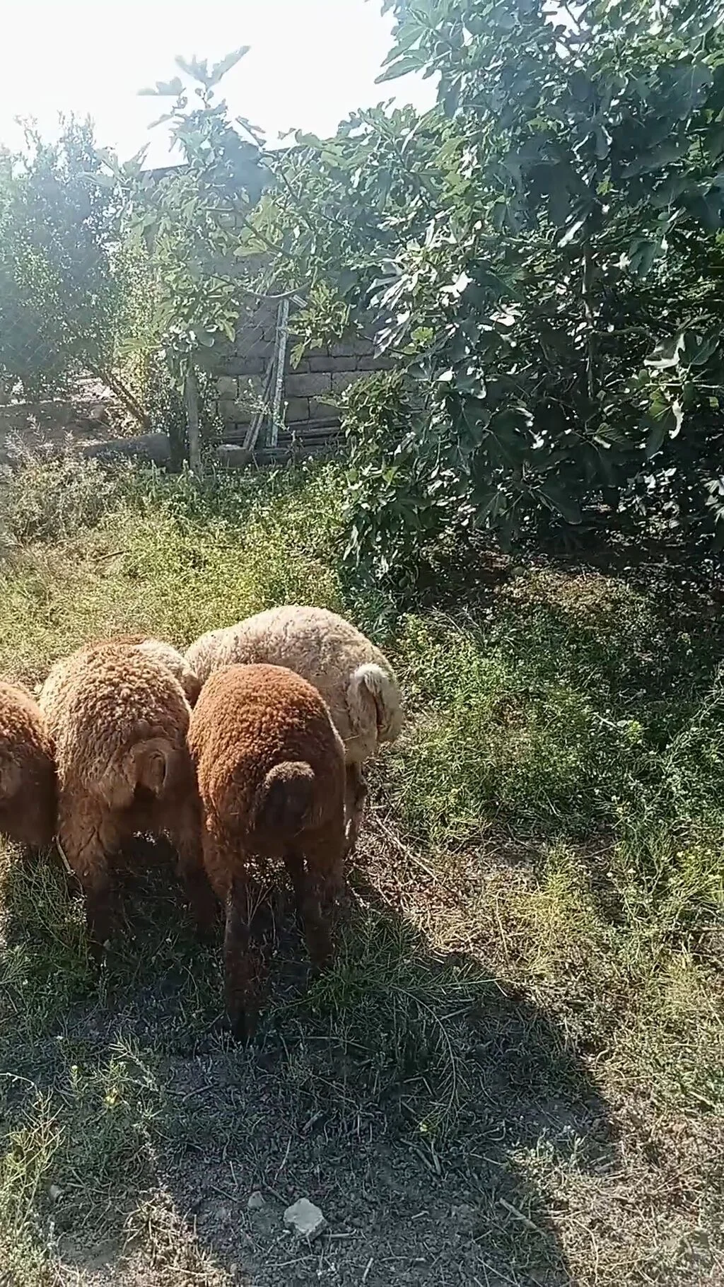 Qoyunlar — Heyvanlar, Quşlar, Balıqlar, Cəlilabad