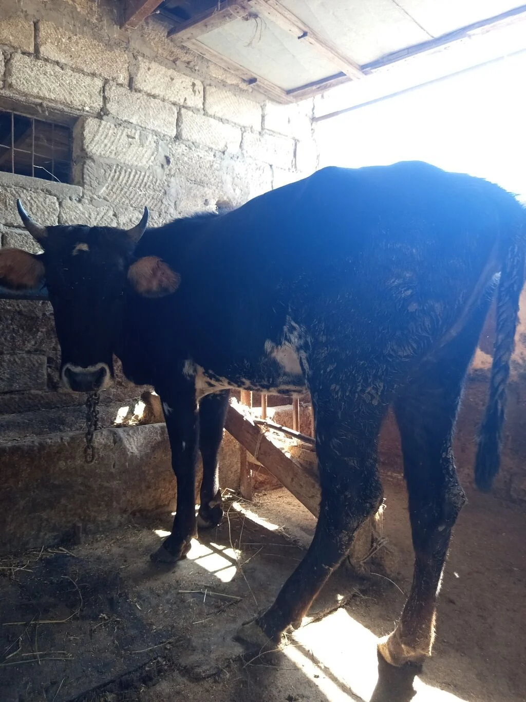Danalar — Heyvanlar, Quşlar, Balıqlar, Bakı