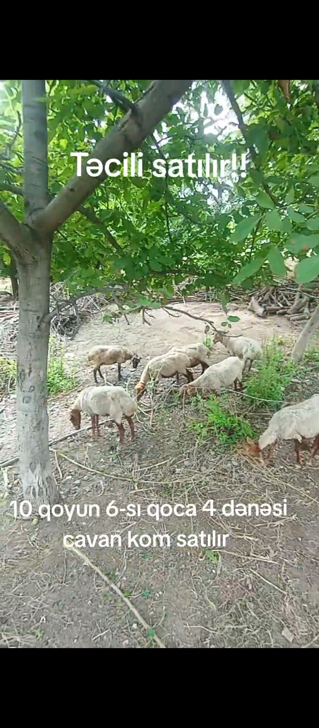 Qoyunlar — Heyvanlar, Quşlar, Balıqlar, Ağstafa