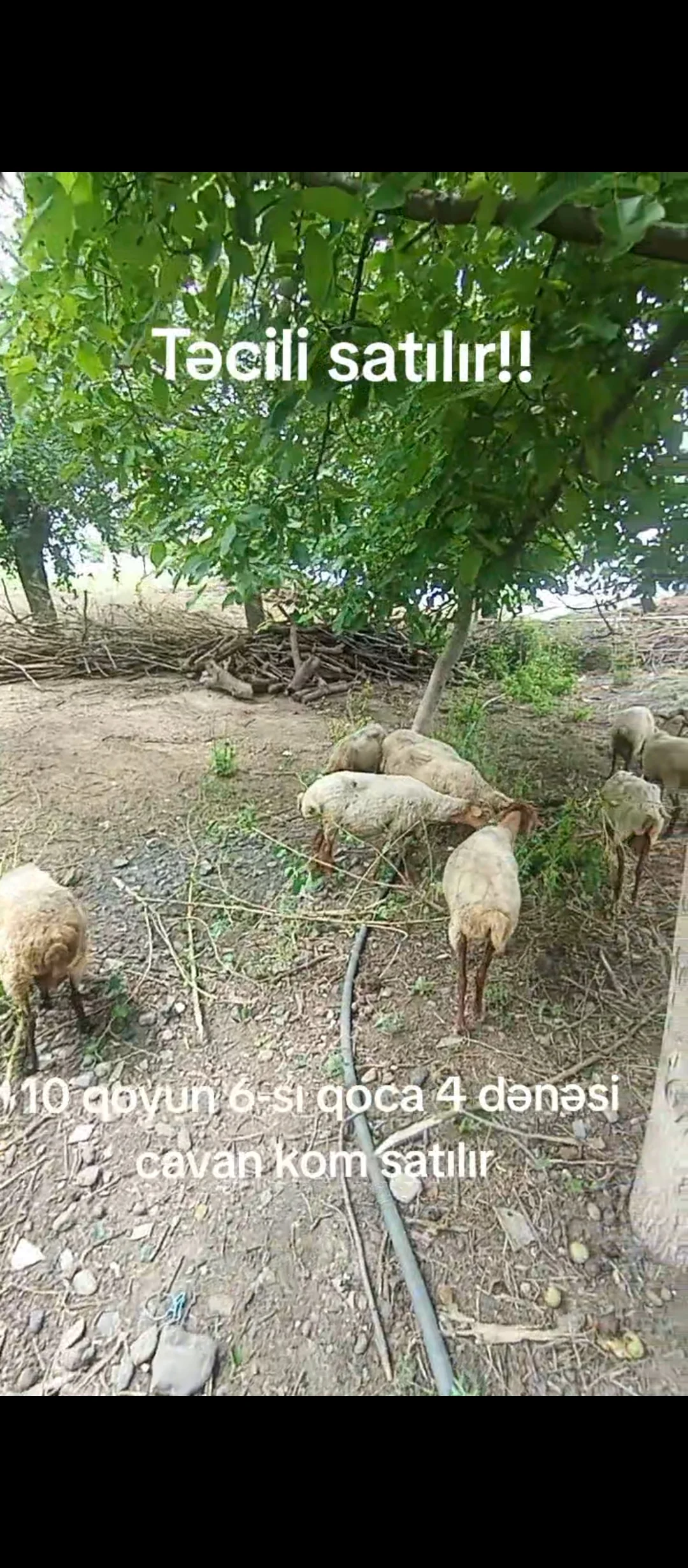 Qoyunlar — Heyvanlar, Quşlar, Balıqlar, Ağstafa