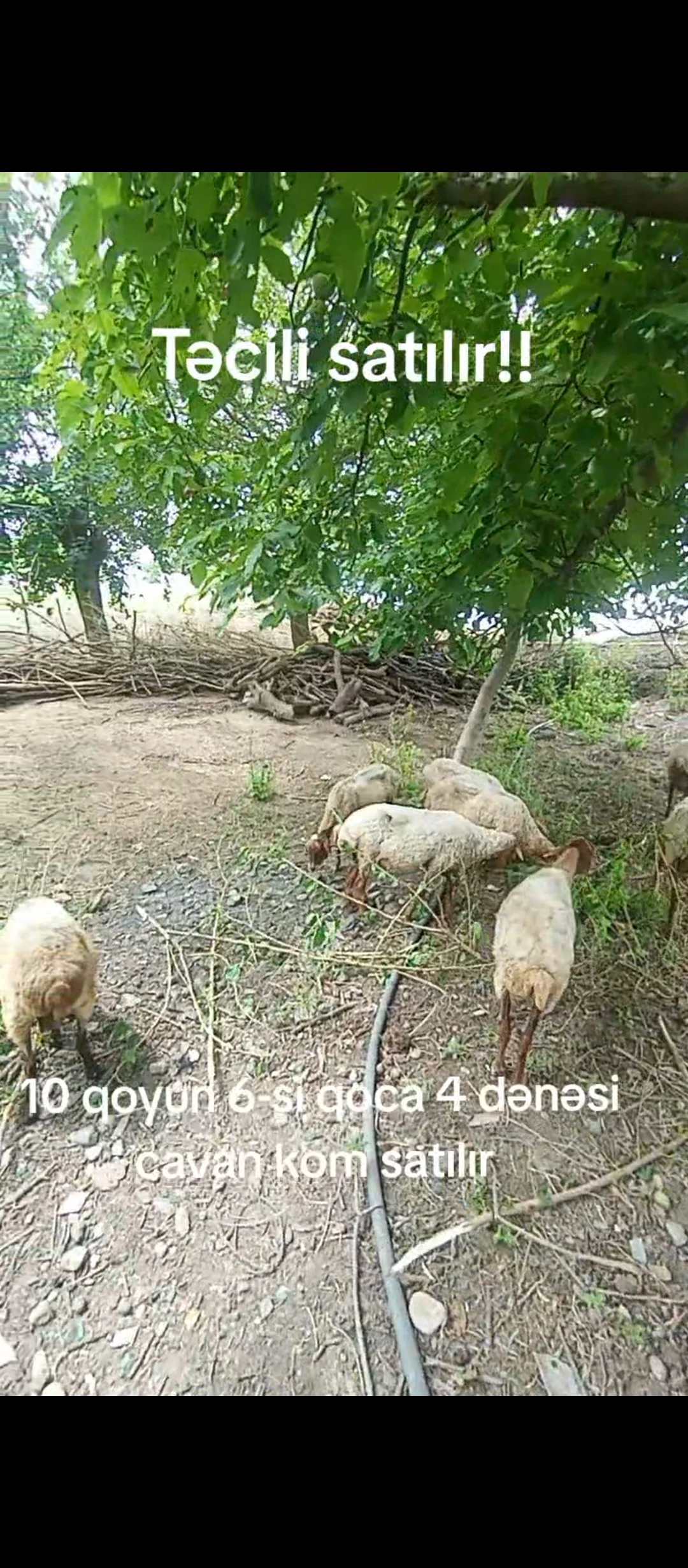 Qoyunlar — Heyvanlar, Quşlar, Balıqlar, Ağstafa