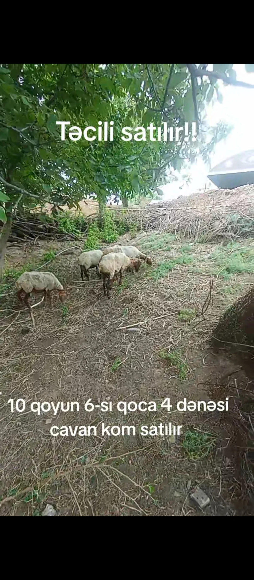 Qoyunlar — Heyvanlar, Quşlar, Balıqlar, Ağstafa