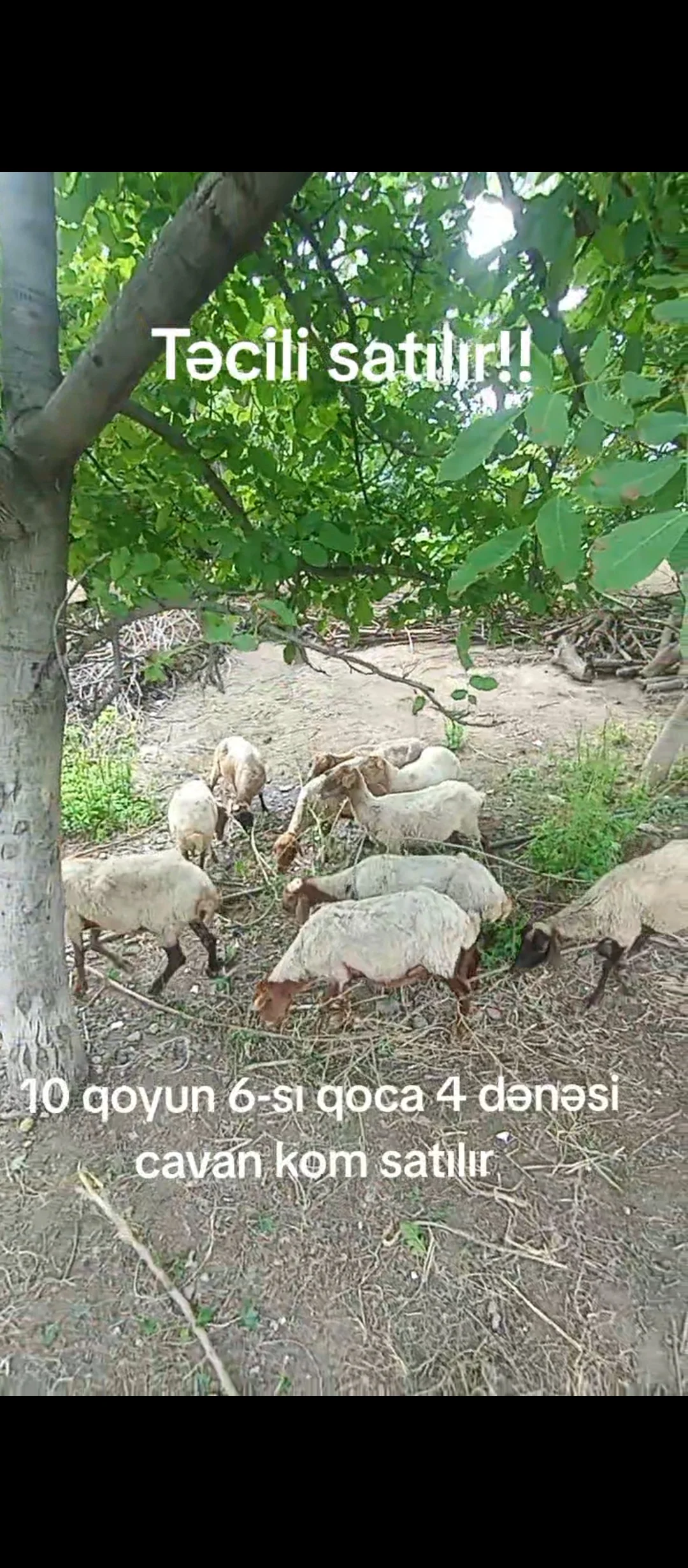 Qoyunlar — Heyvanlar, Quşlar, Balıqlar, Ağstafa
