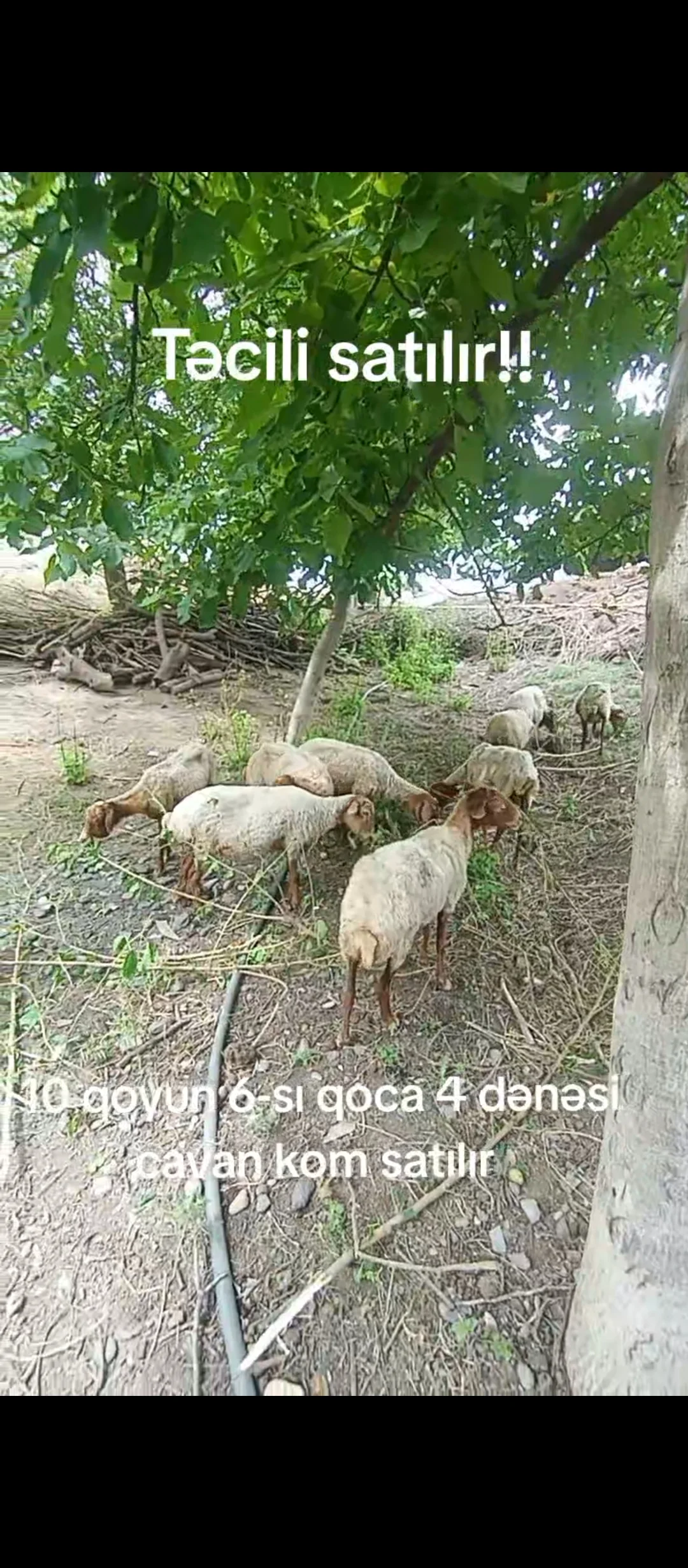 Qoyunlar — Heyvanlar, Quşlar, Balıqlar, Ağstafa