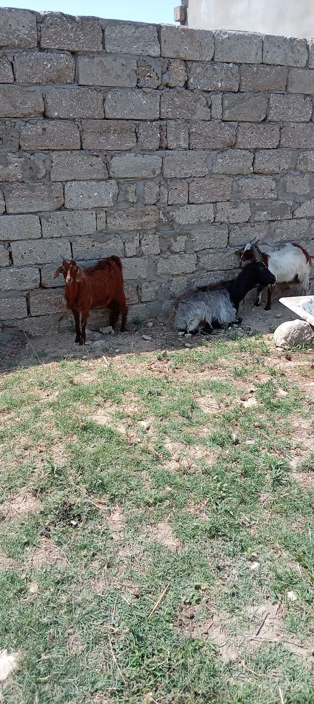 Keçilər — Heyvanlar, Quşlar, Balıqlar, Bakı