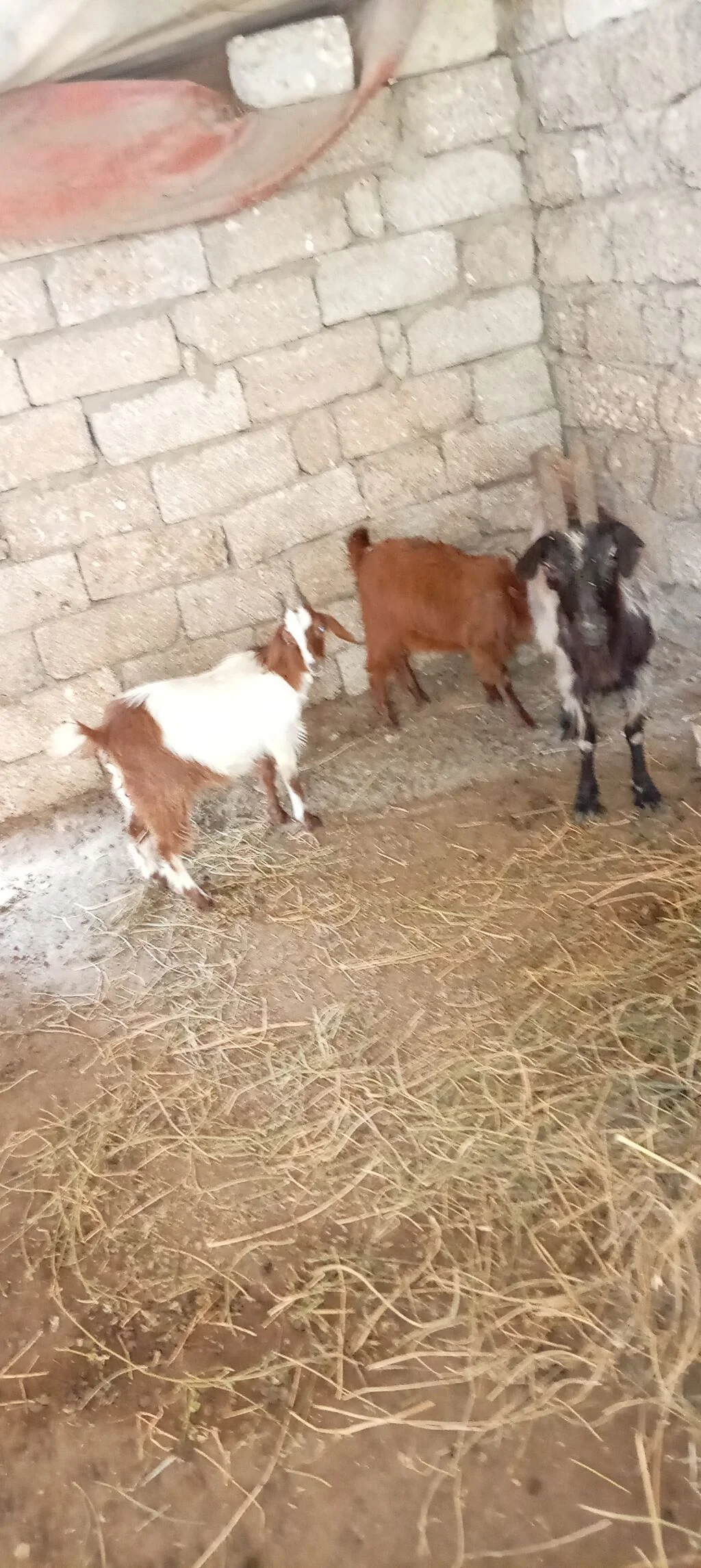Keçilər — Heyvanlar, Quşlar, Balıqlar, Bakı