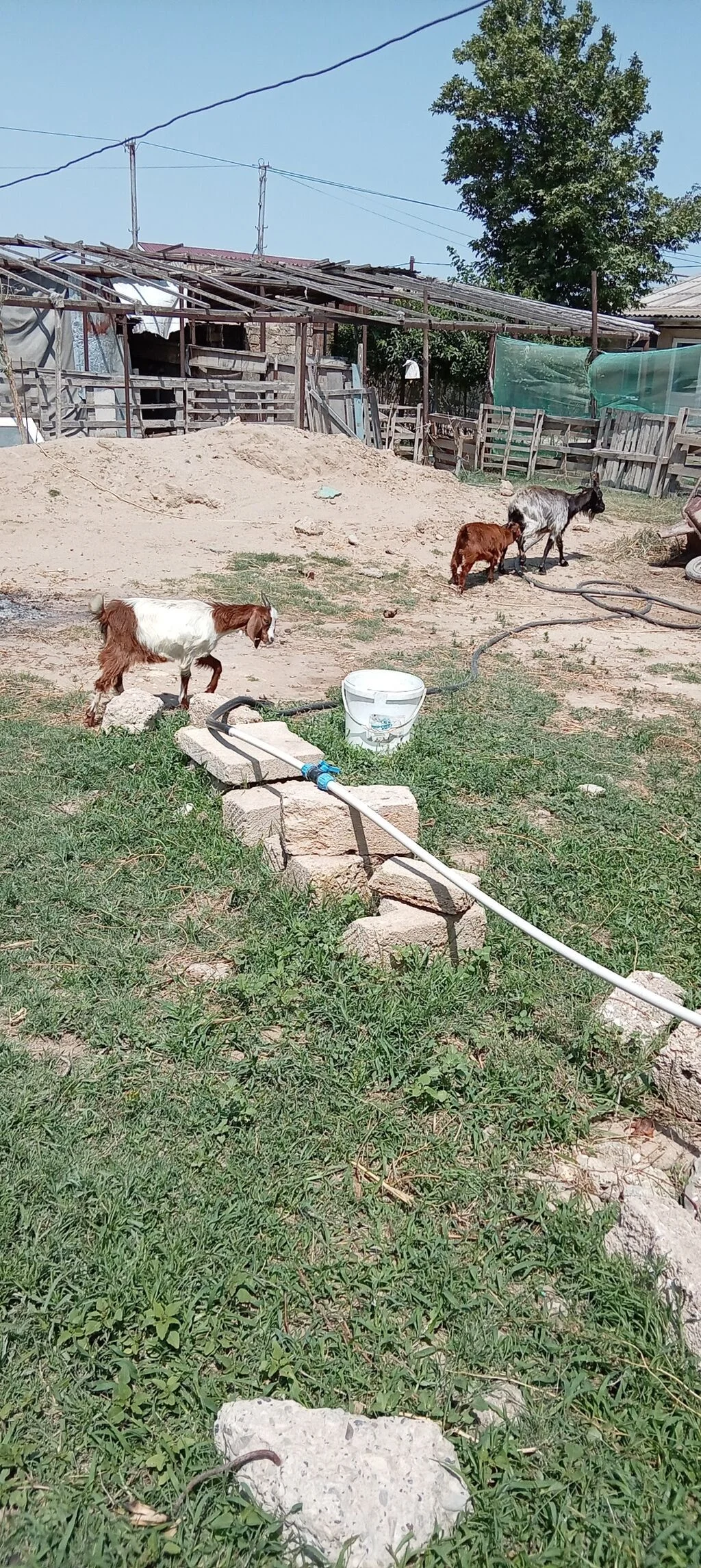 Keçilər — Heyvanlar, Quşlar, Balıqlar, Bakı