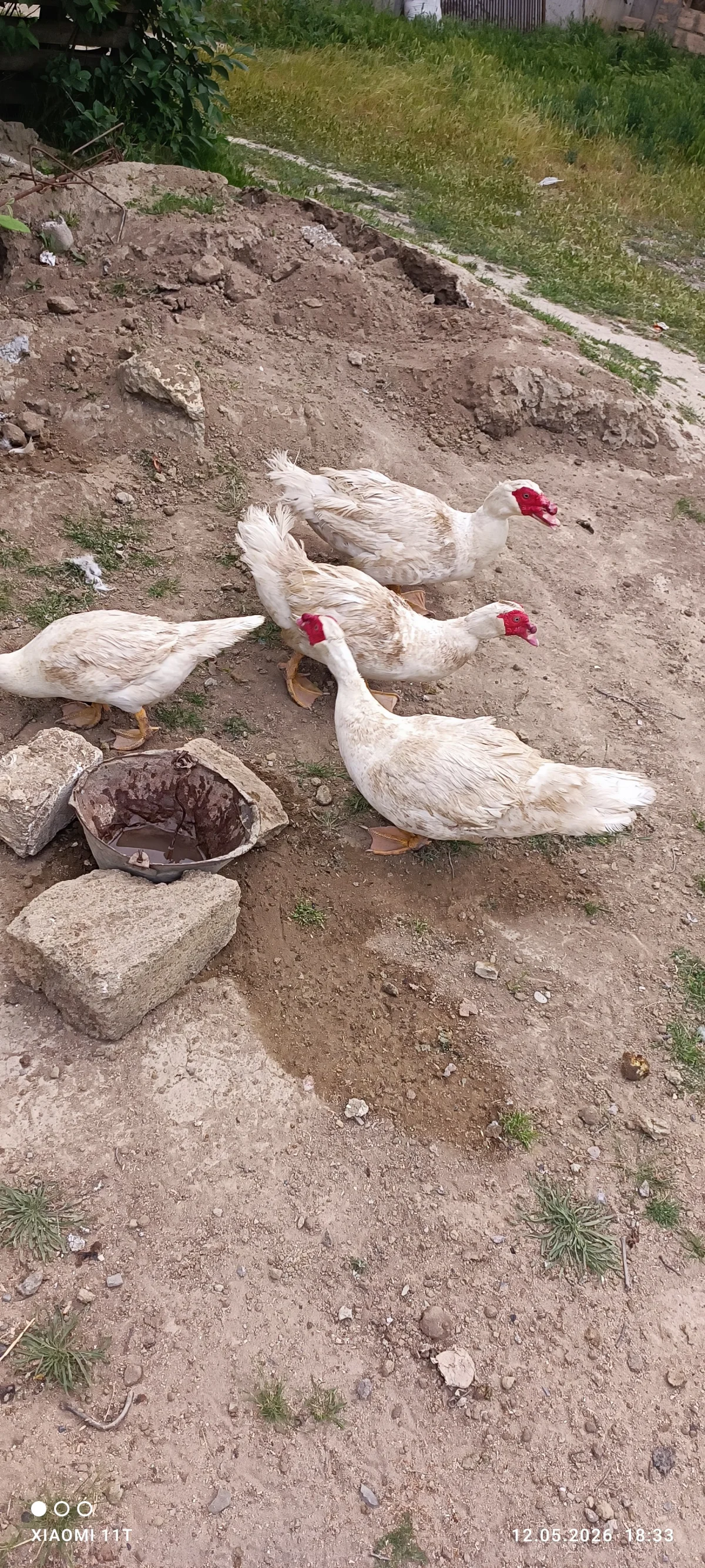 Ördək balası — Heyvanlar, Quşlar, Balıqlar, Sumqayıt