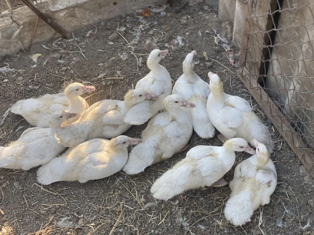 Ördək balası — Heyvanlar, Quşlar, Balıqlar, Samux