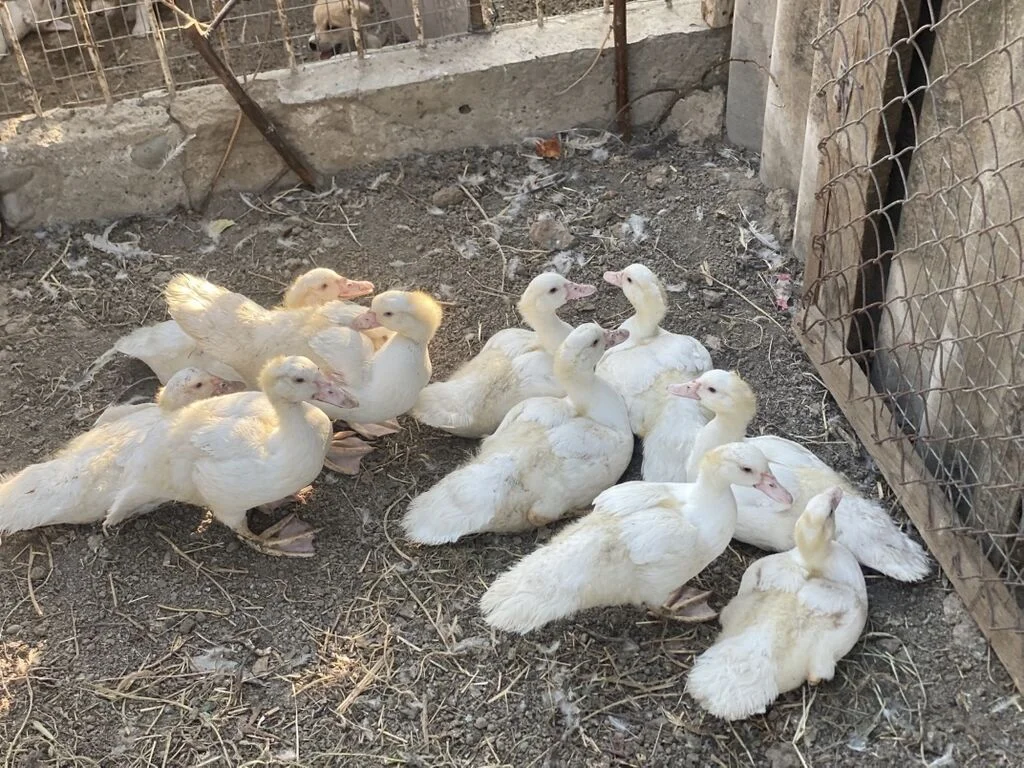 Ördək balası — Heyvanlar, Quşlar, Balıqlar, Samux