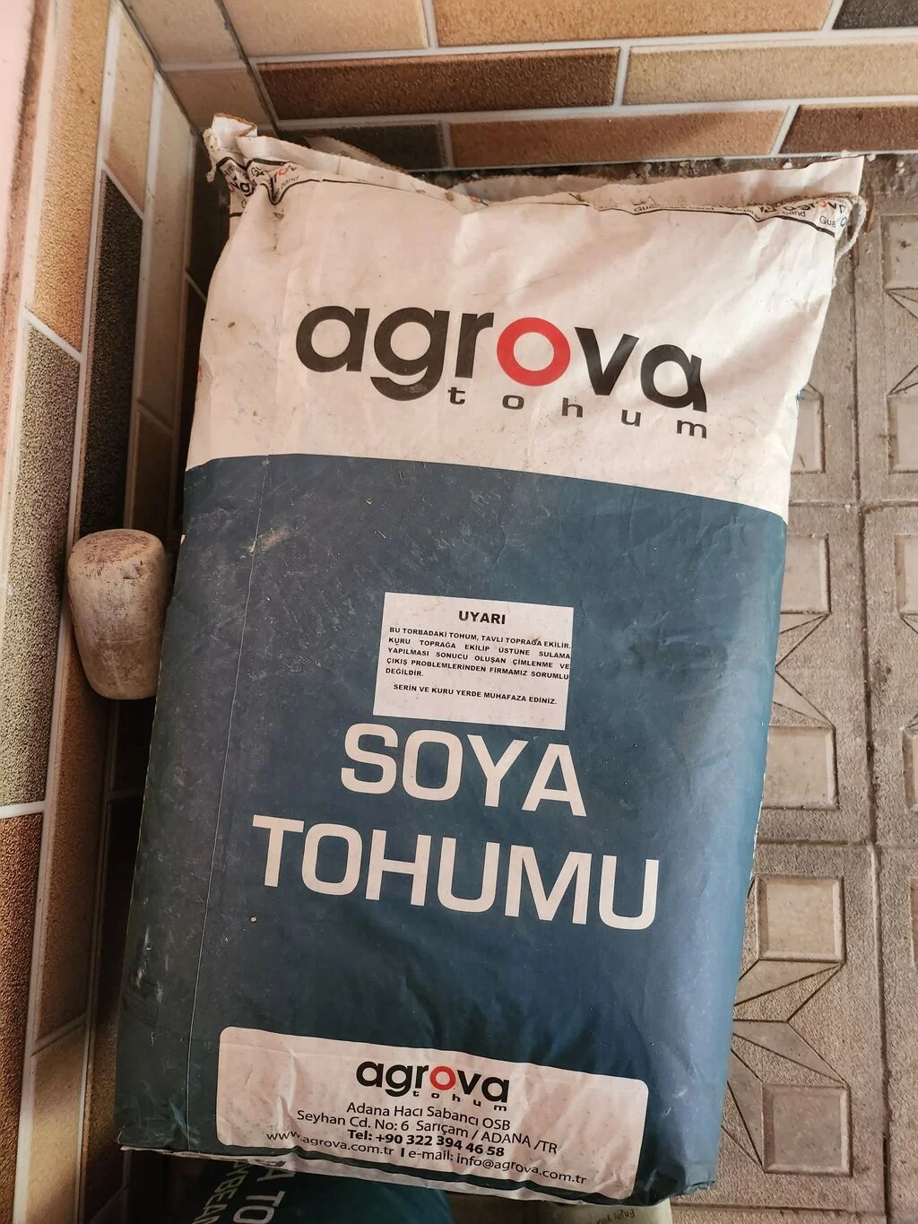 Toxum — Dənlilər, Otlar Yemlər,  Bitkilər, Bakı