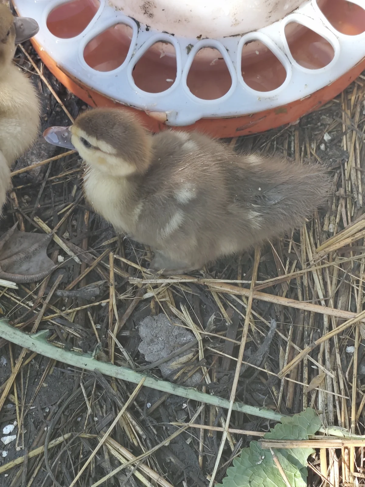 Ördək balası — Heyvanlar, Quşlar, Balıqlar, Xaçmaz
