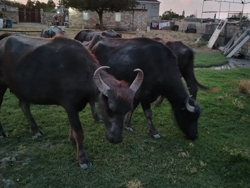 Camışlar — Heyvanlar, Quşlar, Balıqlar, Bakı