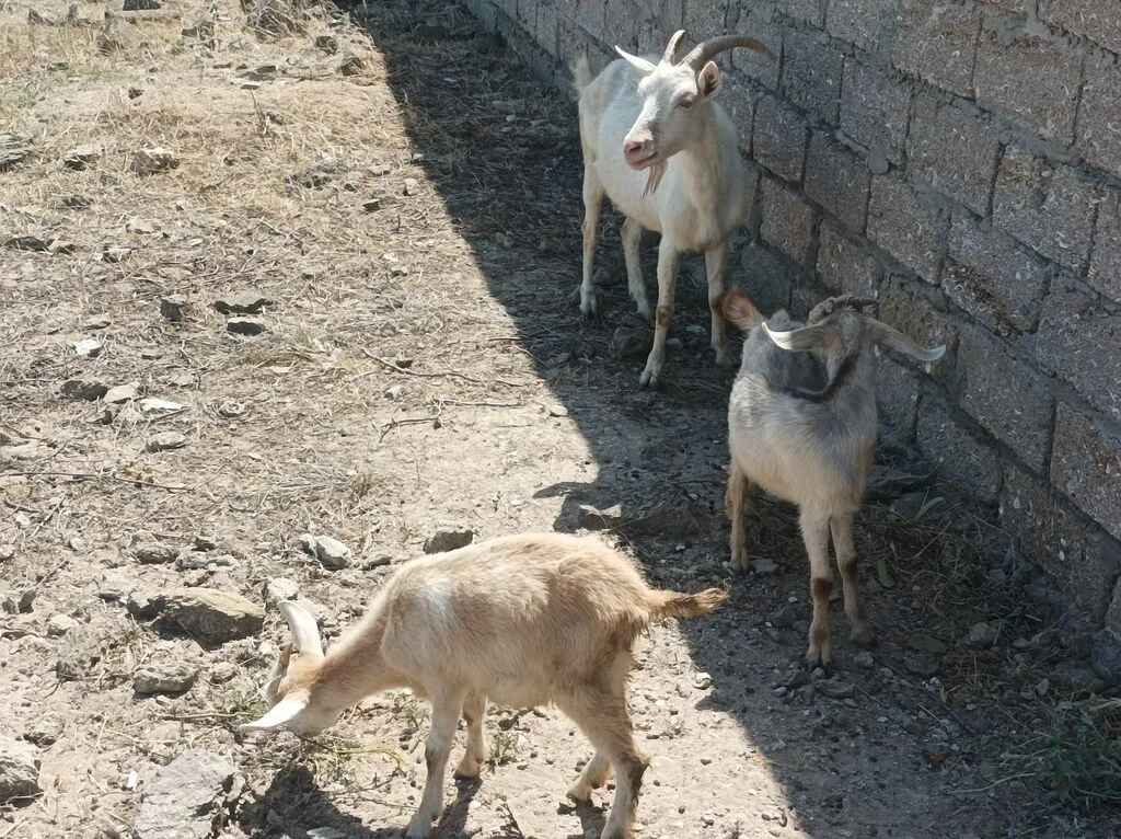 Keçilər — Heyvanlar, Quşlar, Balıqlar, Bakı
