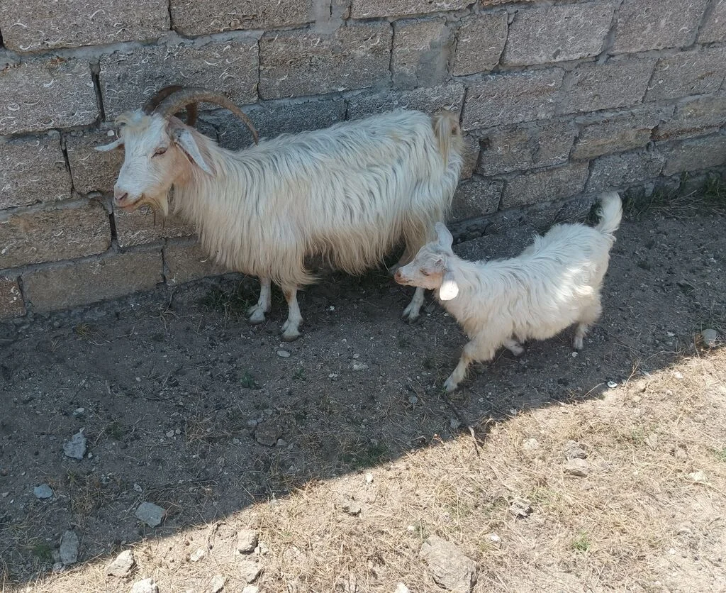 Keçilər — Heyvanlar, Quşlar, Balıqlar, Bakı