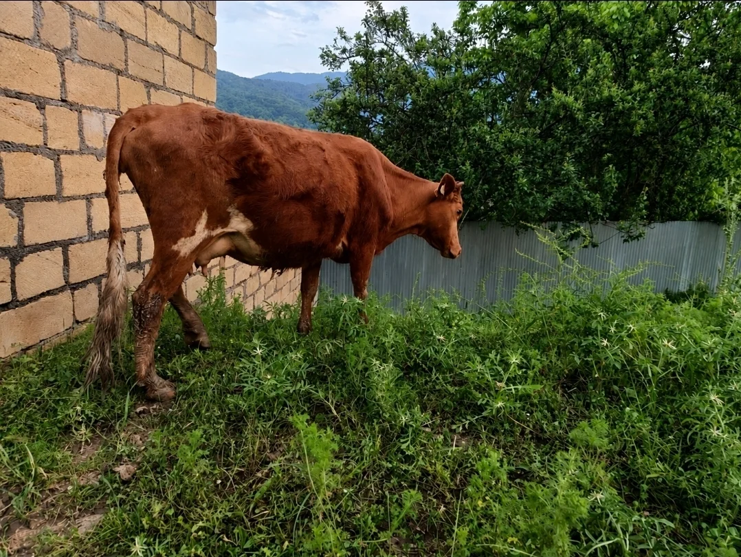 İnək — Heyvanlar, Quşlar, Balıqlar, Quba