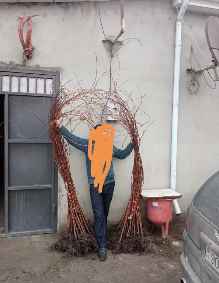 Tinglər — Meyvə və Giləmeyvə, Quba