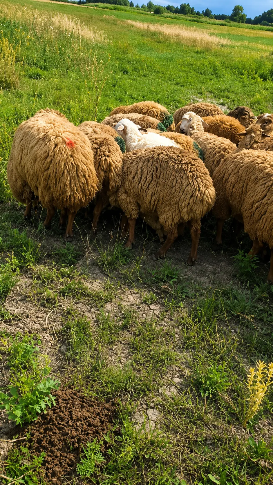 Quzular — Heyvanlar, Quşlar, Balıqlar, Xaçmaz