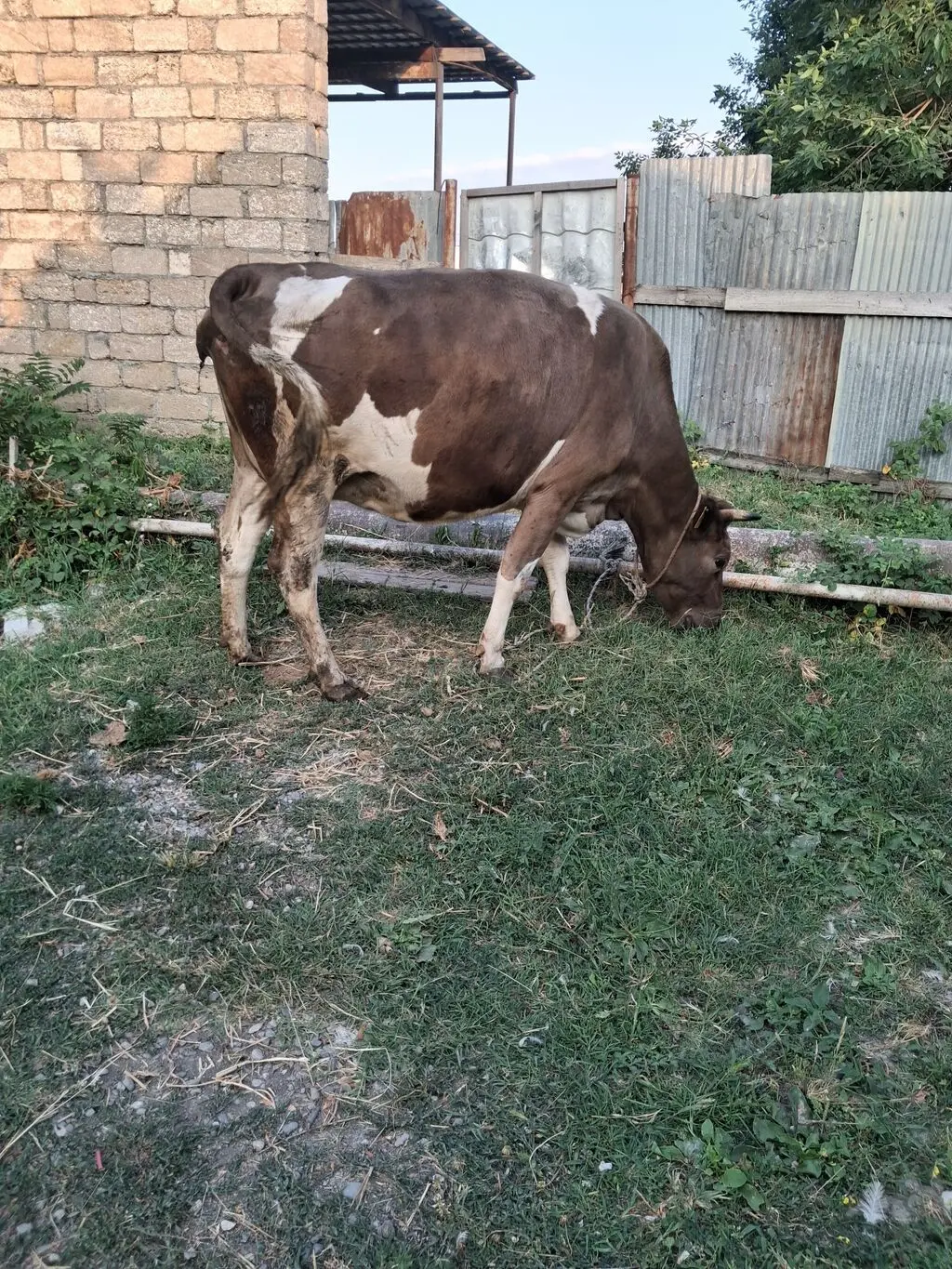 Balalı inək — Heyvanlar, Quşlar, Balıqlar, Xaçmaz