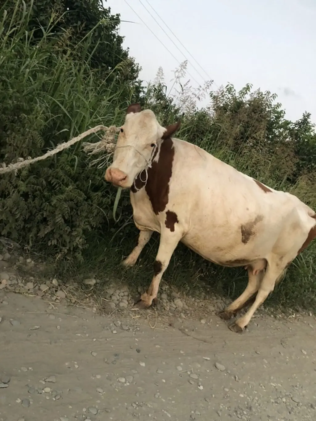 İnək — Heyvanlar, Quşlar, Balıqlar, Quba